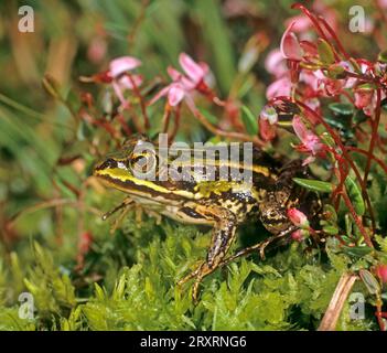 Poolfrosch auf moosbedecktem Hochmoor und Oxycoccus palustris Blumen. Rana lessonae Süddeutschland Stockfoto