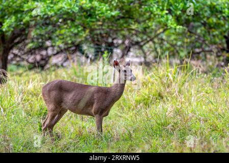 Weißschwanzhirsche (Odocoileus virginianus), auch bekannt als Weißschwanzhirsch und Jungwild. Curu Wildlife Reserve, Costa Rica Wildlife Stockfoto