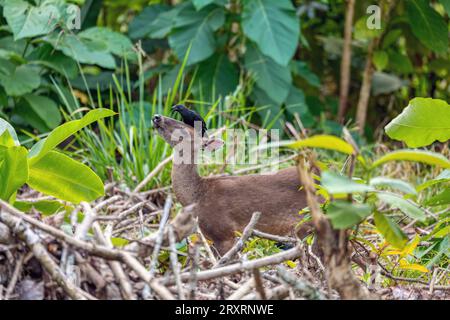 Weißschwanzhirsch (Odocoileus virginianus) Schwarzer Vogel, Groove-billed ani (Crotophaga sulcirostris) auf dem Kopf. Bekannt als Whitetail und Virginia de Stockfoto