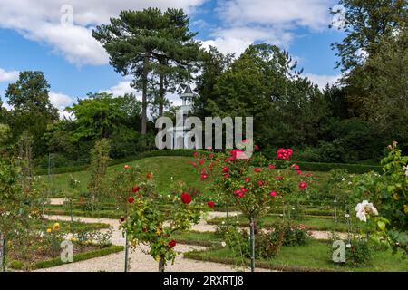 Rosengarten im Bagatelle Park - Paris, Frankreich Stockfoto