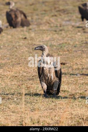 Juvenile Geier mit weißem Rücken zeigen einen Flauschhals, der bei Erwachsenen schwarz und federlos ist. Stockfoto