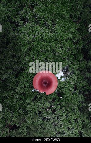Junge Fliegenpilze wachsen auf Moos (Amanita muscaria) Stockfoto
