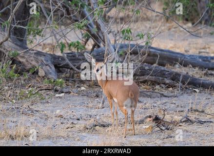 Steenbok sind kleine Antilopen, nur 60 cm groß. Sie sind einsam, außer während der Paarungszeit. Sie werden von Leoparden, Karakalen, Martial Adlern und Schakalen heimgesucht Stockfoto