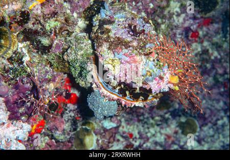 Variabel spiny Oyster (Spondylus varius) aus den Malediven. Stockfoto