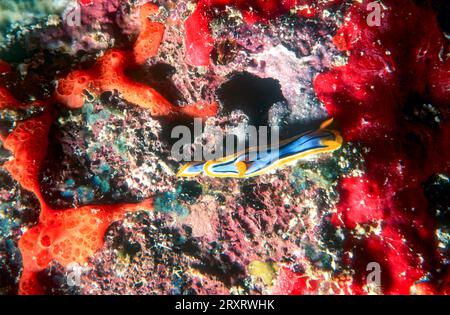 Nudibranch (Chromodoris elisabethina) vom Ribbon Reef #3, Great Barrier Reef, Australien. Stockfoto