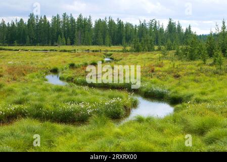 Sonniger augusttag in der Waldtundra. Yamal, Russland Stockfoto