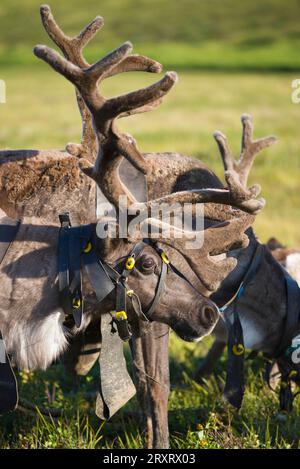 Leiter eines inländischen Rentiers Nahaufnahme. Yamal, Russland Stockfoto