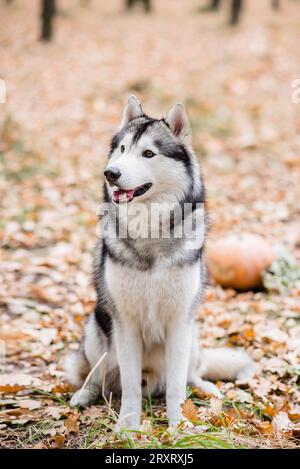 Vertikales Porträt eines Huskys im Herbstwald. Der Hund sitzt mit ausgestreckter Zunge, macht eine Pause von einem Spaziergang und will Wasser. Reisen Stockfoto