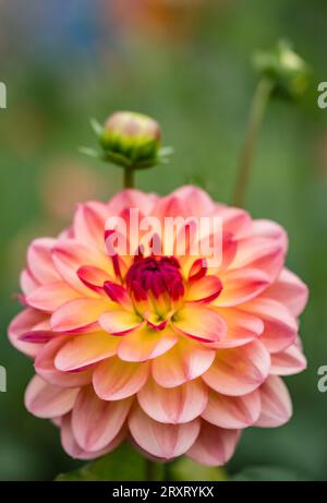 Bunte Dahlien in voller Blüte im „Dahlia Beach“ auf der Millets Farm in Oxfordshire. Stockfoto