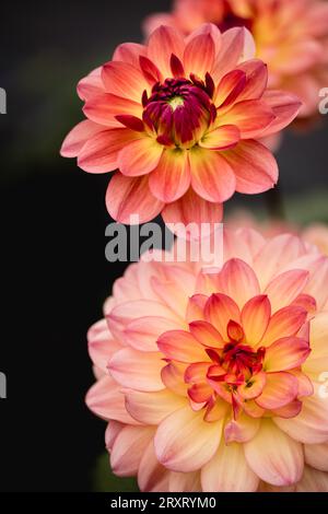 Bunte Dahlien in voller Blüte im „Dahlia Beach“ auf der Millets Farm in Oxfordshire. Stockfoto
