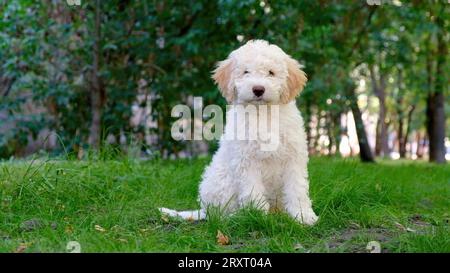 Der süße weiße Welpe lagotto romagnolo sitzt auf dem Gras und schaut im Sommer in die Kamera. Leerzeichen für Text Stockfoto