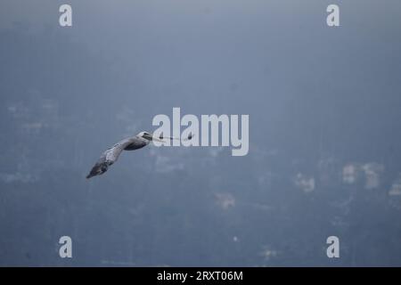 Pacific Coast Highway Stockfoto