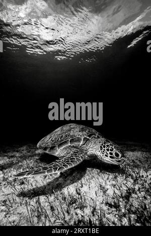 Grüne Schildkröte schwimmt auf dem Seegras des Ngouja-Strandes Mayotte Indischer Ozean Stockfoto