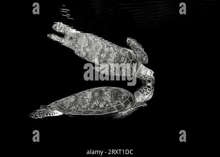 Grüne Schildkröte schwimmt auf dem Seegras des Ngouja-Strandes Mayotte Indischer Ozean Stockfoto