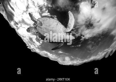 Grüne Schildkröte schwimmt auf dem Seegras des Ngouja-Strandes Mayotte Indischer Ozean Stockfoto