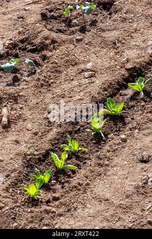 Frisch gepflanzte neue Triebe, die in einem Gemüsegarten wachsen, reihenweise in einem Kleingarten, frisch gegossene neue Triebe und gepflanzte Pflanzen Stockfoto