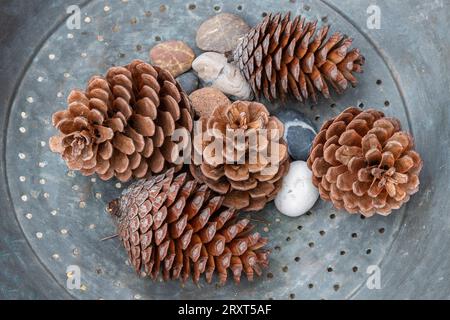 Tannenzapfen, Tannenzapfen in einem Metalltablett mit einigen Kieselsteinen, die in der Herbstsaison zur Dekoration eines Tisches verwendet werden Stockfoto