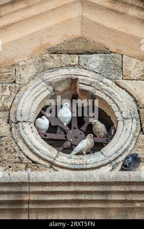 Tauben, die in einem runden Steinfenster der Kirche untergebracht sind, umrahmen Tauben und Tauben, die auf Barschen innerhalb eines Kirchturmfensters Zuflucht suchen. Stockfoto