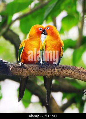 Die Liebesvögel, die sich auf einen Baumzweig küssen Stockfoto