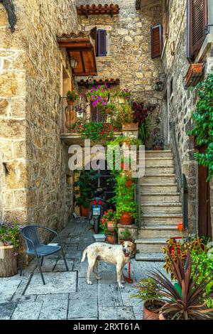 Werfen Sie einen Blick auf ein restauriertes mittelalterliches Steinhaus mit einem Hund und Blumentöpfen. Castel Trosino, Provinz Ascoli Piceno, Region Marken, Italien, Europa Stockfoto