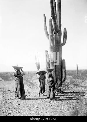 Edward S. Curtis: Saguaro Gatherers, Maricopa, Arizona, CA. 1907 drei Maricopa-Frauen mit Körben auf dem Kopf, die bei Saguaro-Kakteen stehen. Foto: Edward Sheriff Curtis, CA. 1907. Stockfoto