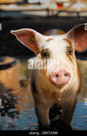 Glückliches schweizer Schwein im Schlamm in Ballenberg Stockfoto