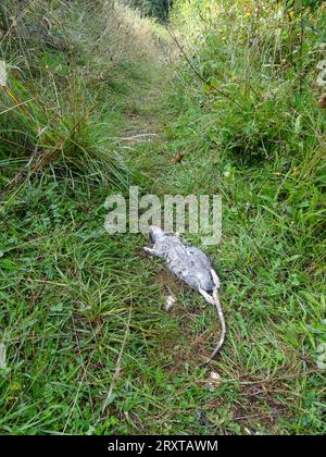 Tote Ratte, die auf einem Landweg aufbläht. Natürliche Nahaufnahme intimer Tiere in der Landschaftsstudie Stockfoto