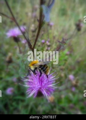 Fleißige Bienen, die sich auf blühende Knapalgen konzentrieren (ich glaube) Stockfoto