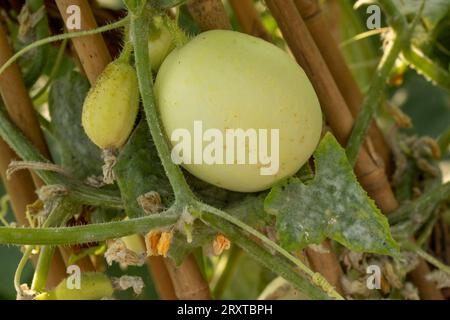 Ungewöhnliche Kulturpflanze für Gartenfutter Cucumis sativus „Kristallapfel“, Gurke „Kristallapfel“. Nahaufnahme von Gemüseobst ein Porträt von Obst und Laub Stockfoto