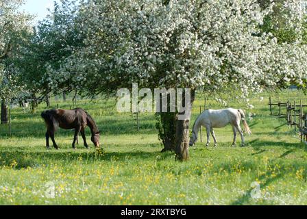 Pferde auf der Weide *** Pferde auf der Weide 08005529 Stockfoto