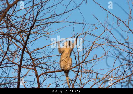 Makaken im Zakouma-Nationalpark, Tschad, Zentralafrika Stockfoto