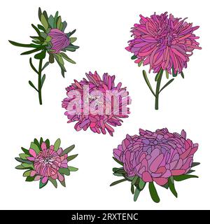 Vektor-Set von Hand gezeichneten Herbstblumen von Astern, Chrysanthemen isoliert auf weißem Hintergrund Stock Vektor