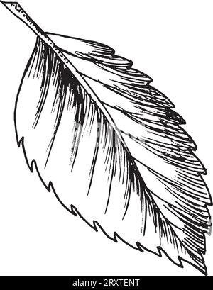 Vektor-schwarz-weiße grafische Illustration von Blättern, handgezeichnet. Stock Vektor