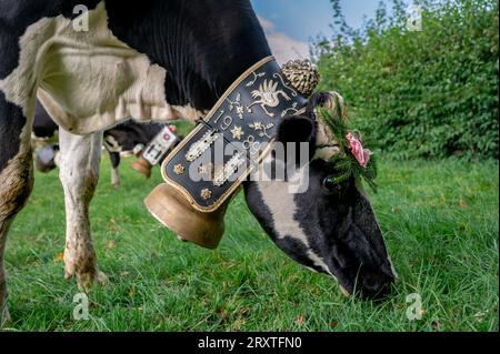 Schweizer Kühe mit Blumen und einer riesigen Kuhglocke dekoriert. Zeremonie der Desalpes. Holstein Friesian. Blonay, Waadtländer Kanton, Schweiz. Stockfoto