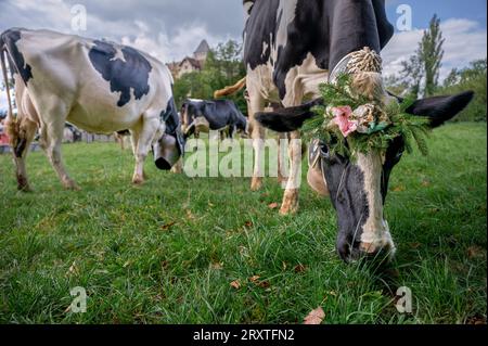 Schweizer Kühe mit Blumen und einer riesigen Kuhglocke dekoriert. Zeremonie der Desalpes. Holstein Friesian. Blonay, Waadtländer Kanton, Schweiz. Stockfoto