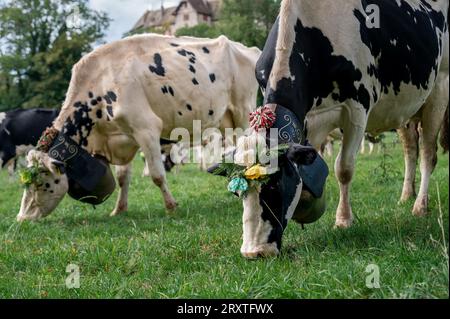 Schweizer Kühe mit Blumen und einer riesigen Kuhglocke dekoriert. Zeremonie der Desalpes. Holstein Friesian. Blonay, Waadtländer Kanton, Schweiz. Stockfoto