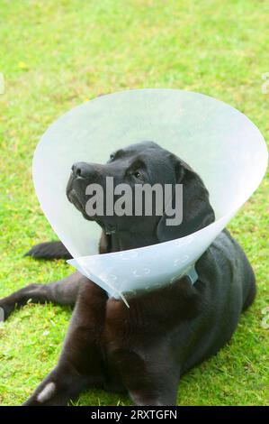 Schwarzer labrador Retriever mit elisabethanischem Kragen, nachdem er sterilisiert wurde - John Gollop Stockfoto