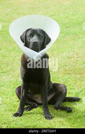 Schwarzer labrador Retriever mit elisabethanischem Kragen, nachdem er sterilisiert wurde - John Gollop Stockfoto