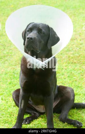 Schwarzer labrador Retriever mit elisabethanischem Kragen, nachdem er sterilisiert wurde - John Gollop Stockfoto
