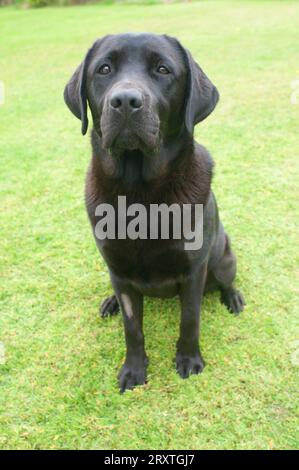 Black labrador Retriever. Beachten Sie das geschorene Vorderbein nach der Kastration - John Gollop Stockfoto