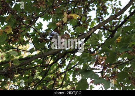 Eichhörnchen in einem Londoner Park im Herbst Stockfoto