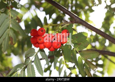 Ebereschen im frühen Herbst in London, Großbritannien Stockfoto