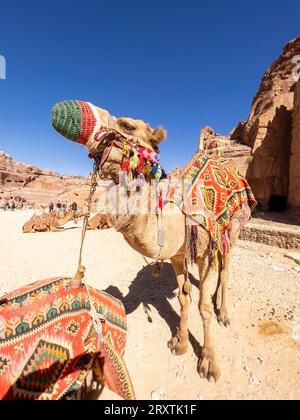 Kamel auf der Straße der Fassaden, Archäologischer Park Petra, UNESCO-Weltkulturerbe, eines der sieben neuen Weltwunder, Petra, Jordanien Stockfoto