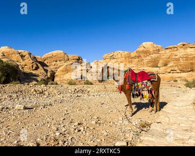 Jordanisches Pferd, Petra Archaeological Park, UNESCO-Weltkulturerbe, eines der Neuen Sieben Weltwunder, Petra, Jordanien, Naher Osten Stockfoto