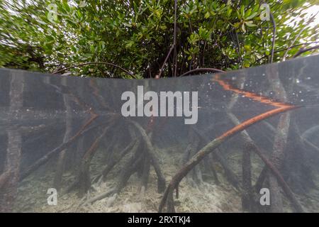 Von oben/unten Blick auf die flachen Mangroven vor Bangka Island, vor der nordöstlichen Spitze von Sulawesi, Indonesien, Südostasien, Asien Stockfoto