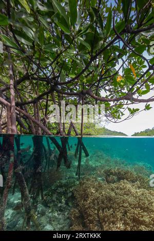 Von oben/unten Blick auf die flachen Mangroven vor Bangka Island, vor der nordöstlichen Spitze von Sulawesi, Indonesien, Südostasien, Asien Stockfoto