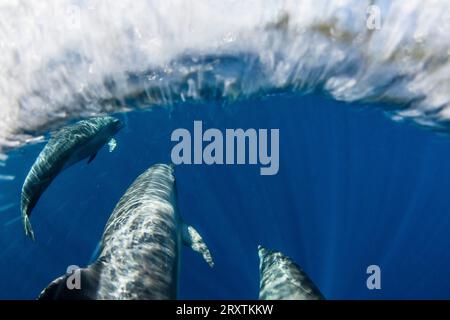 Eine Schar von Indo-Pazifik-Tümmlern (Tursiops aduncus) vor der Insel Bangka, vor der nordöstlichen Spitze von Sulawesi, Indonesien, Südostasien, Asien Stockfoto