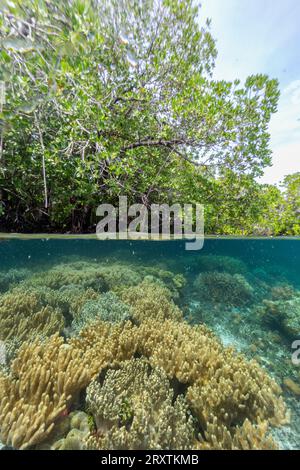 Von oben/unten Blick auf die flachen Mangroven vor Bangka Island, vor der nordöstlichen Spitze von Sulawesi, Indonesien, Südostasien, Asien Stockfoto