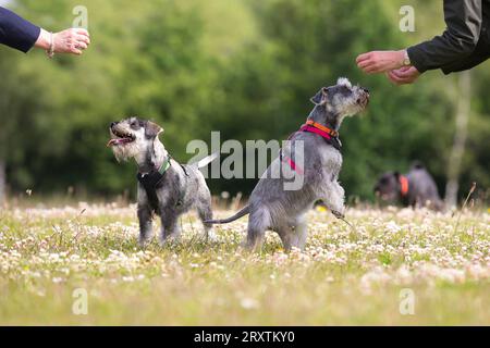 Kleine Hunde, die mit dem Besitzer in einem Park spielen Stockfoto