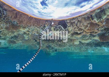 Ein erwachsener gebänderter Seekrait (Laticauda colubrina) vor der Insel Bangka, vor der nordöstlichen Spitze von Sulawesi, Indonesien, Südostasien, Asien Stockfoto